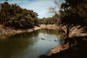 Fish kill fears remain in Menindee