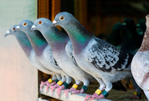 Barrier & Broken Hill Pigeon Racing Week 2