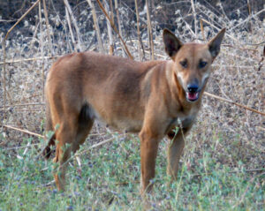 Dog baiting to begin