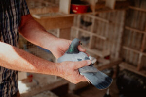Outback pigeon racer takes on world