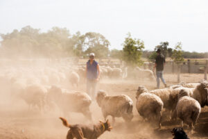 Hot weather comes with Q fever risk