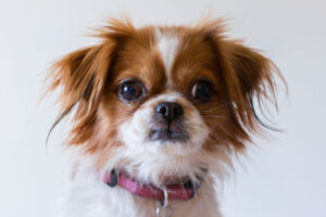 End ‘paws’ as RSPCA re-opens