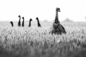Photographer a finalist in major prize