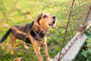 Parvo outbreak stalls animal shelter surrenders