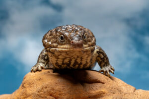 Lizards pawned for cash: alleged poaching in the region