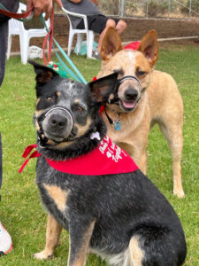 Recruits ‘ruff’ after holiday ‘paws’