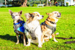 Million paws walk for the last time