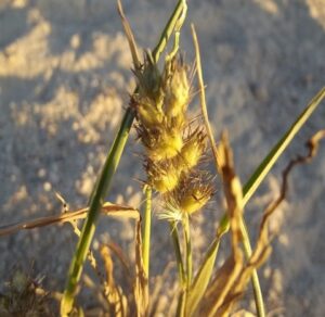 Spiny burrgrass outbreak at Wilcannia Cemetery