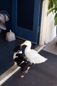 One quackachino please!