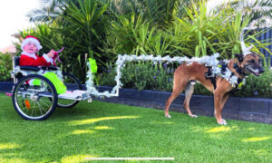 Dog club sleighs dress-up