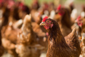 Beat inflation by grabbing a chicken