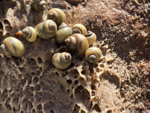 Critically endangered snail discovered