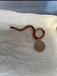 Teeny tiny snake slithers into ED