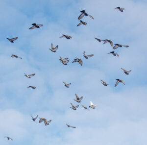 Double up day pigeon races