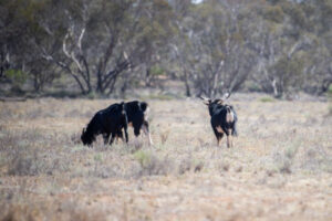 Biosecurity receives cash boost