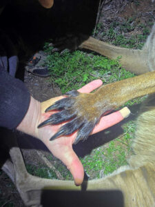 Roo cruelty continues
