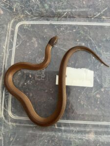 A real SCREAM: reptile park coming
