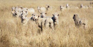 Tender submissions for long term grazing open