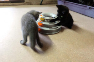 Cat rescue faces closure