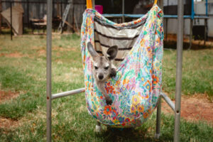 Rescue group has locals jumping for joy