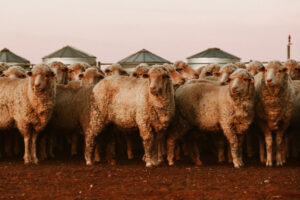 Goat and sheep electronic identification roadshow
