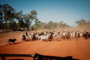 Livestock producers not sold on eID technology, costs