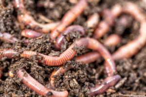 Bring out your worms