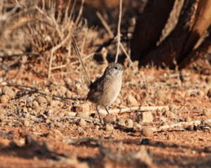 Habitat upgrade for endangered Grasswren