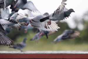 Homing in on pigeon racing