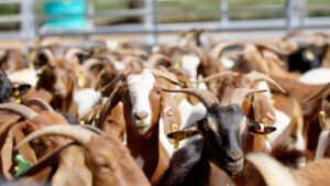 Event to showcase goat growth