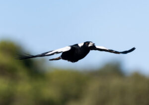 Surviving swooping season
