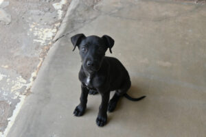 Police warn of puppy scams