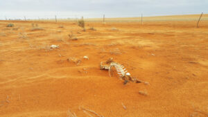 New grants for drought resilience