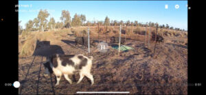 Controlling pests, helping conservation