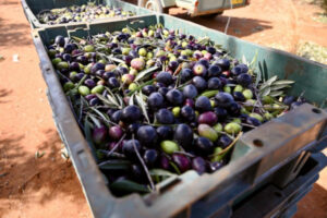 Pressing news: Olive harvest begins