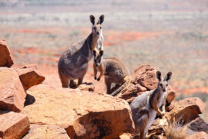 Rescue program for wallabies
