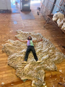 Huge Sheep Sheared