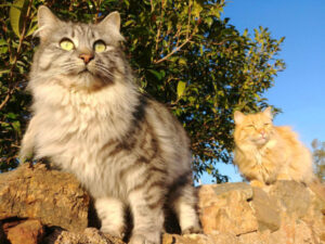 Peak body wants cats out of sight