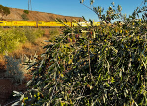 Co-op expects top olive crop