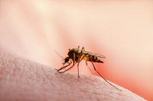 Health warnings as mozzie season bites