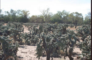 Leading the fight against cacti