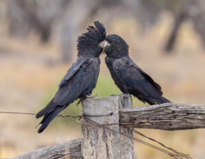 Light and Life last call