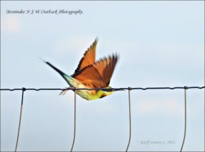 Sign up for bird count