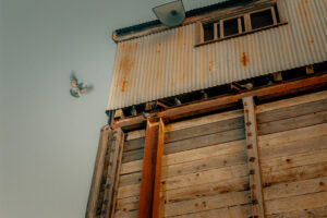 Birds and bees can track lead levels