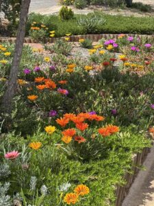 The gazanian invasion