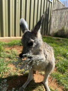 One year of caring for wildlife