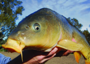Councillors’ support for carp kill virus varied