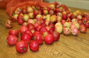Quandong harvest gets picking