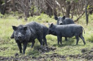 Meat baits on offer to control feral pests