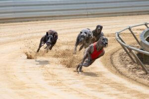 Greyhound racing at risk in Broken Hill